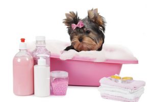 Yorkshire terrier dog bathing in a bubble bath isolated on white background